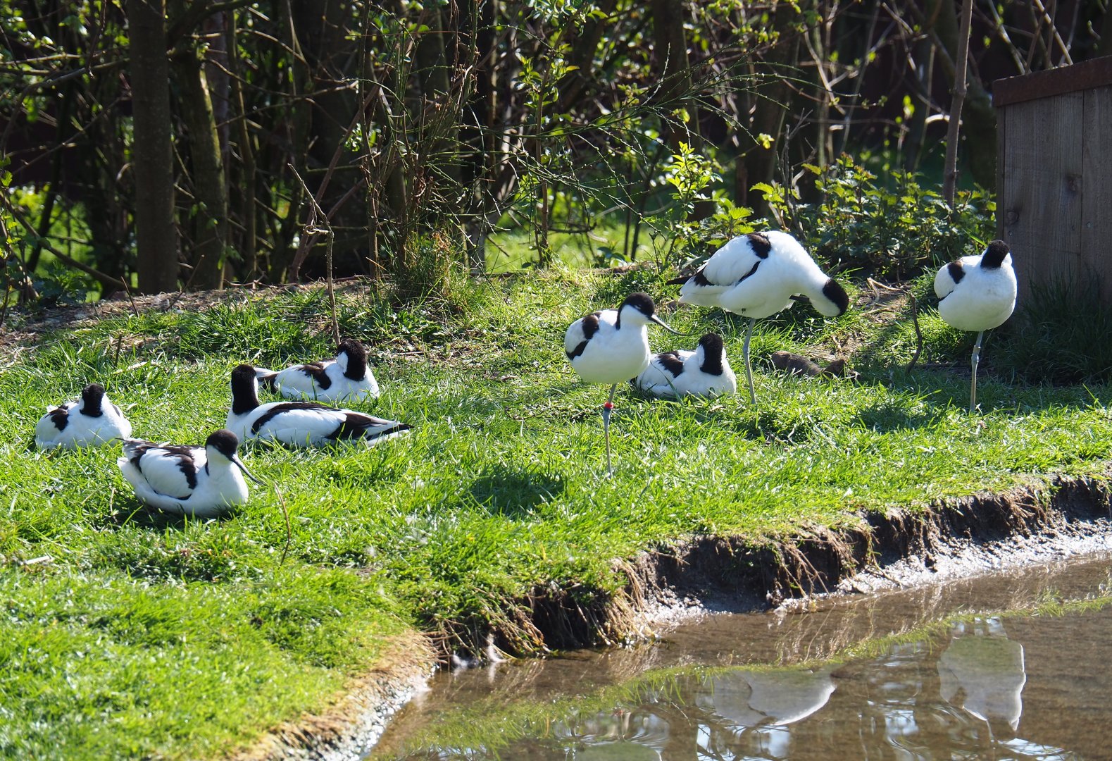 Pied avocets (Recurvirostra avosetta), 2019-03-30