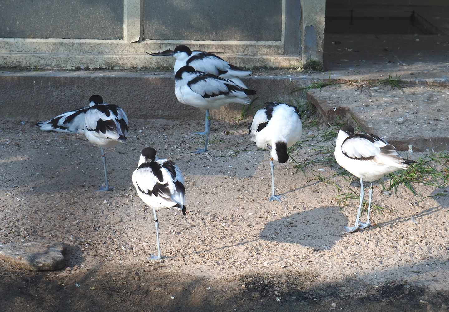 Pied avocets (Recurvirostra avosetta), 2020-09-20