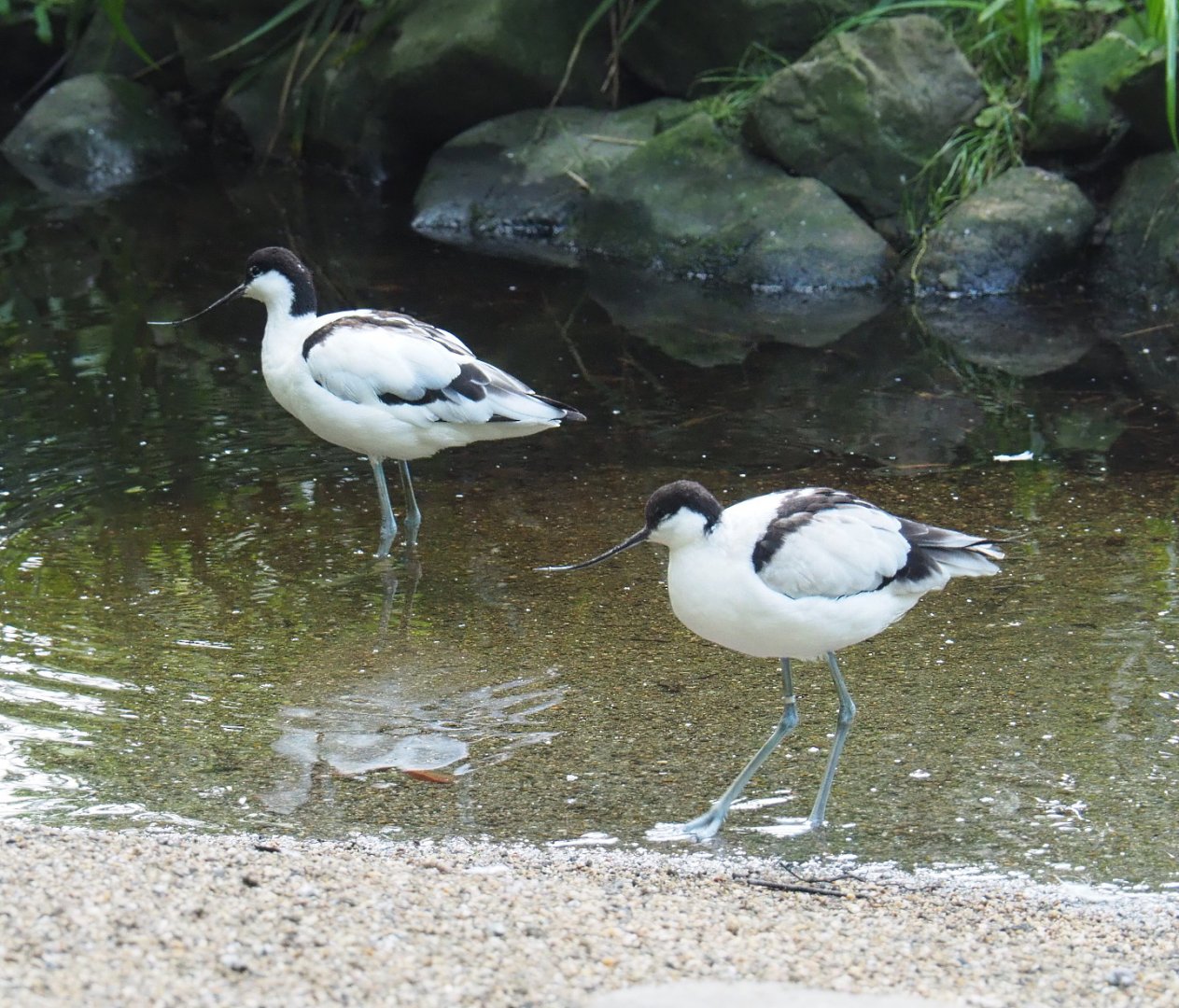 Pied avocets (Recurvirostra avosetta), 2021-07-20