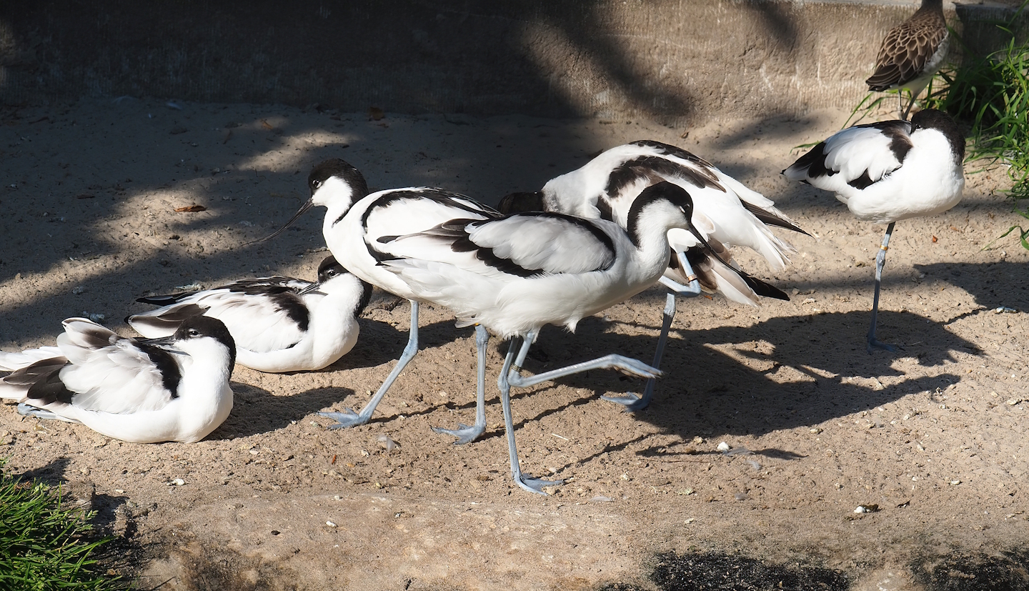 Pied avocets (Recurvirostra avosetta), 2022-08-16