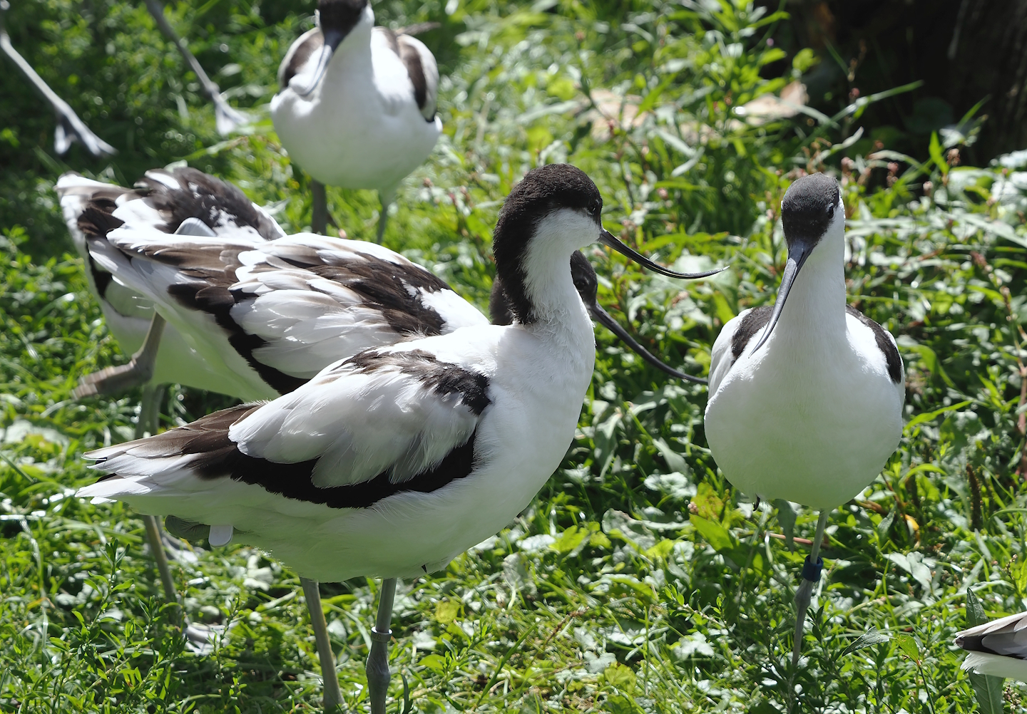 Pied avocets (Recurvirostra avosetta), 2024-08-21
