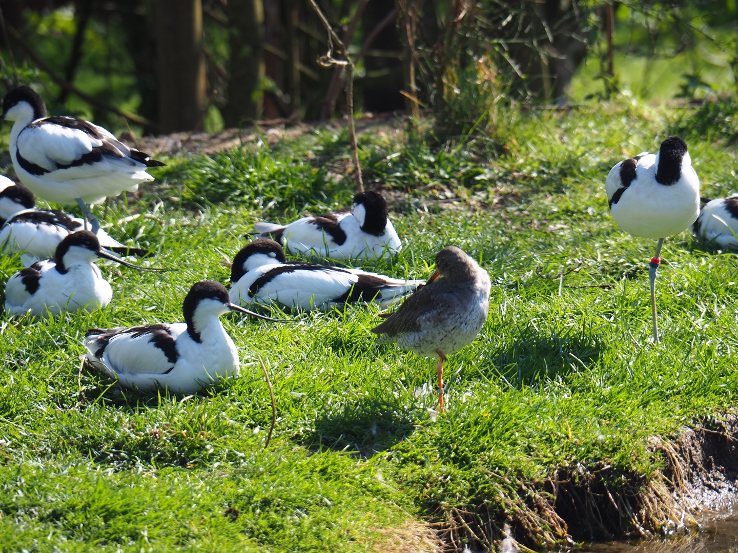 Pied avocets (Recurvirostra avosetta) and common redshank (Tringa totanus), 2019-03-30