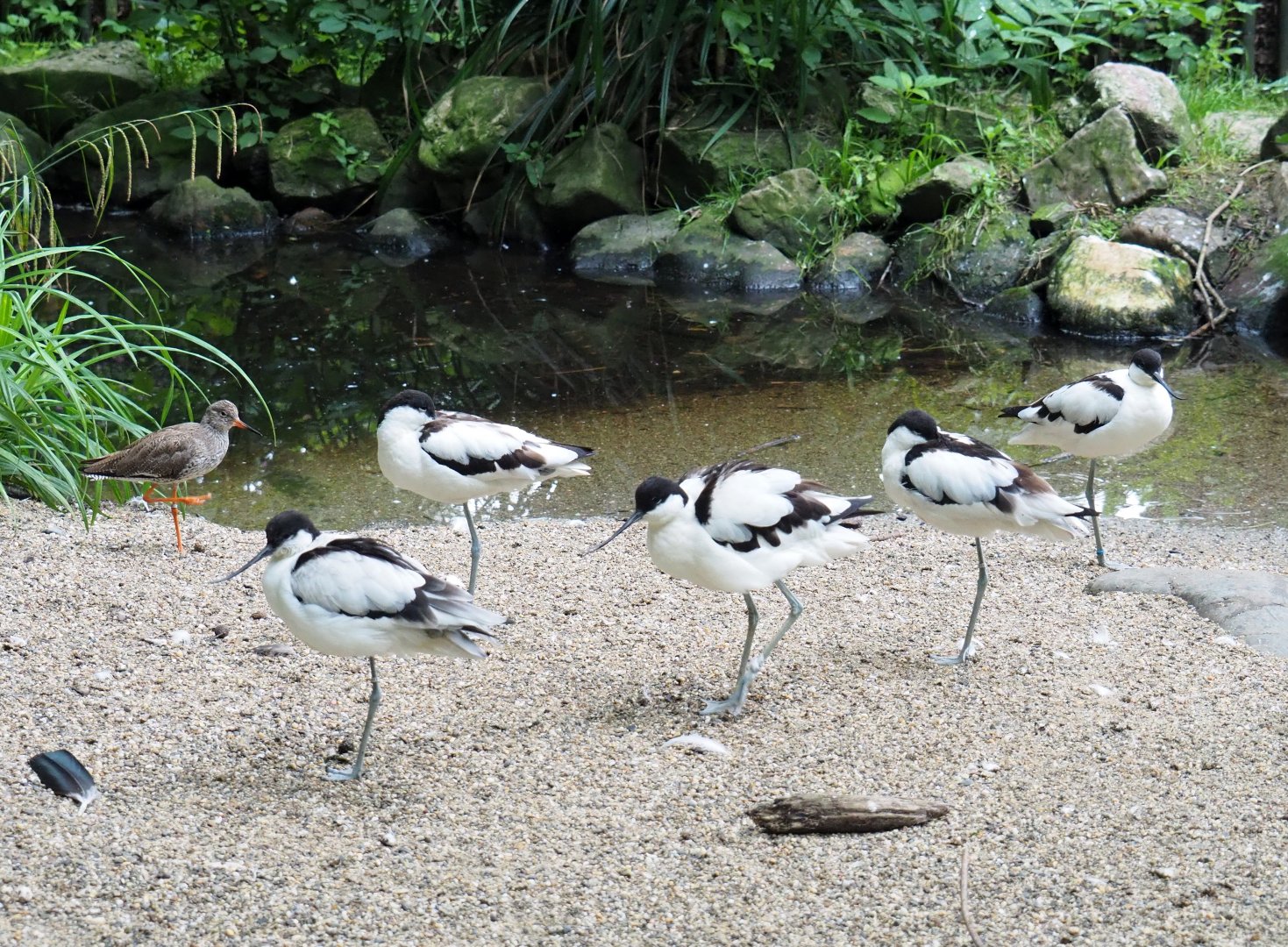 Pied avocets (Recurvirostra avosetta) and Common redshank (Tringa totanus), 2021-07-03