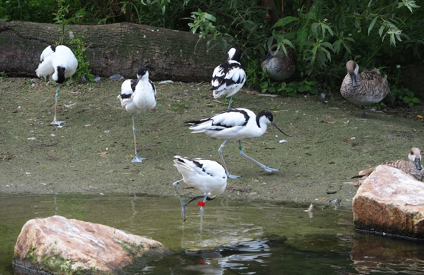 Pied avocets (Recurvirostra avosetta) and Marbled teals (Marmaronetta angustirostris), 2023-07-18