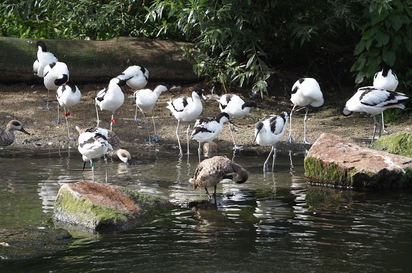 Pied avocets (Recurvirostra avosetta) and Marbled teals (Marmaronetta angustirostris), 2024-08-21