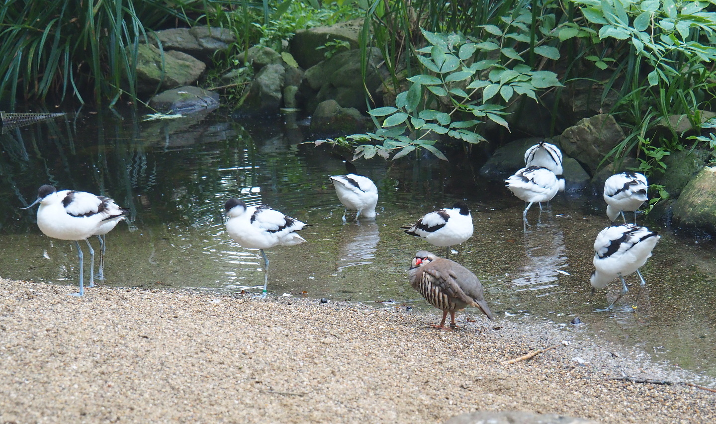 Pied avocets (Recurvirostra avosetta) and Rock partridge (Alectoris graeca), 2021-10-10