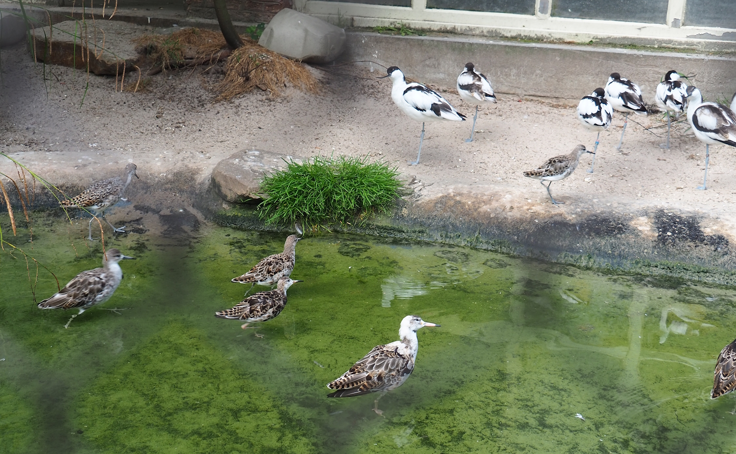 Pied avocets (Recurvirostra avosetta) and Ruffs (Calidris pugnax), 2022-07-10