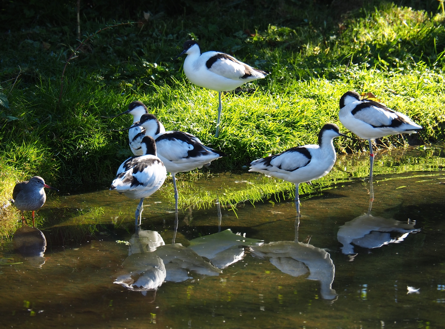 Pied avocets (Recurvirostra avosetta) annd a Common redshank (Tringa totanus), Oct 13th, 2018