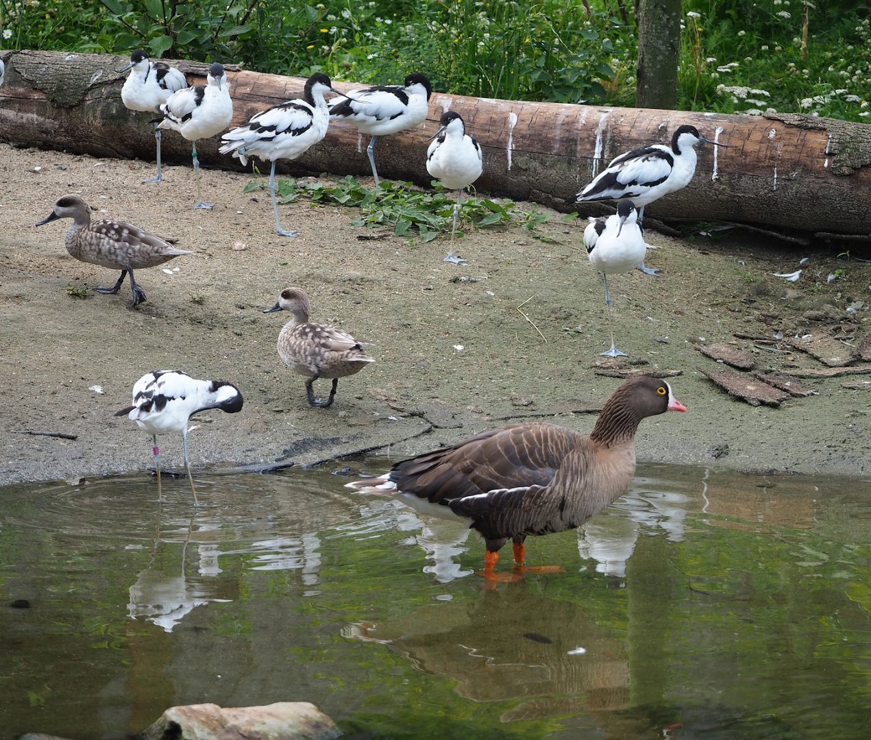 Pied avocets (Recurvirostra avosetta), Marbled teals (Marmaronetta angustirostris) and Lesser white-fronted goose (Anser erythropus), 2023-07-18