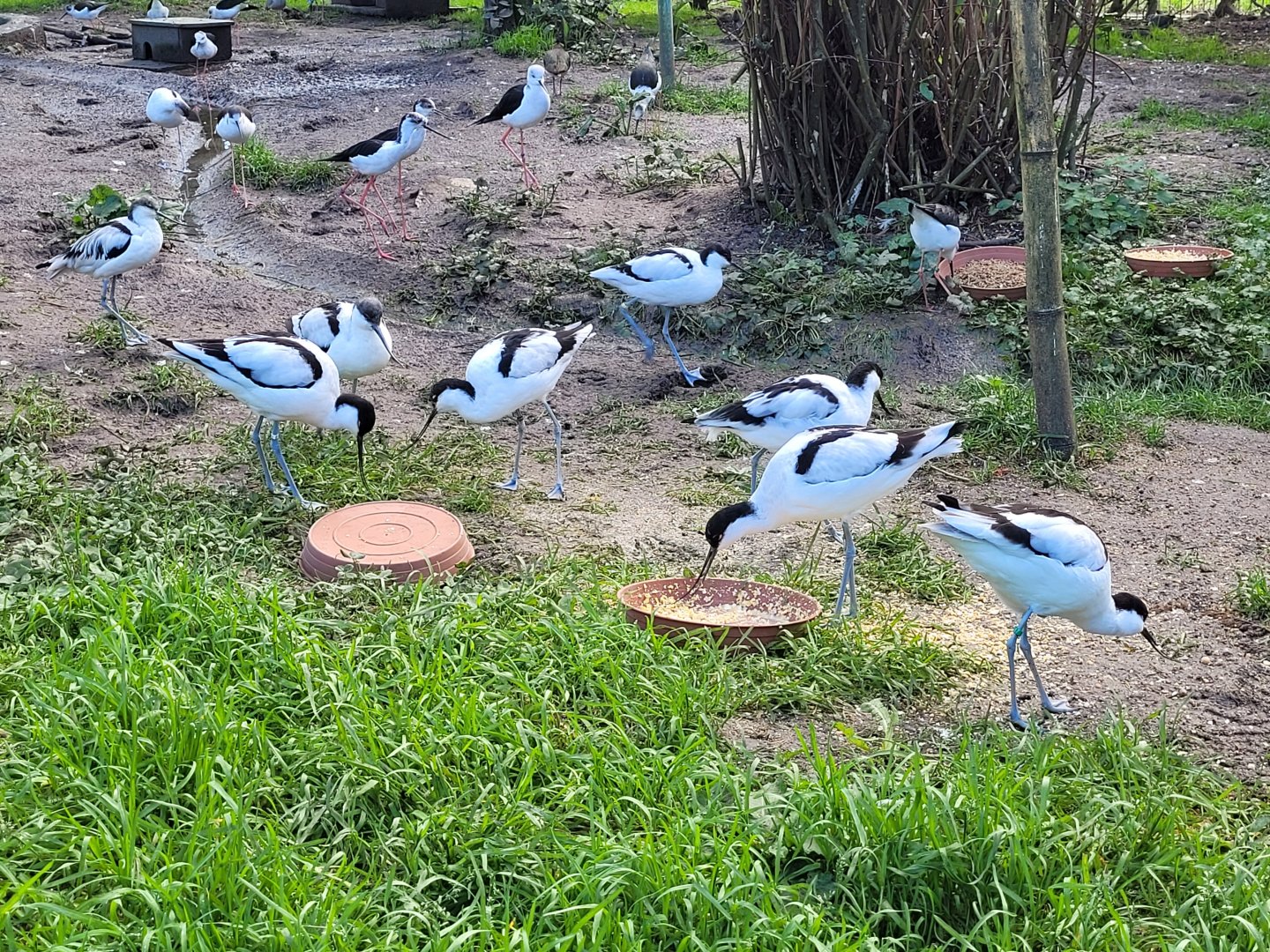 Pied avocets -Zoo de Santillana del Mar (2023)