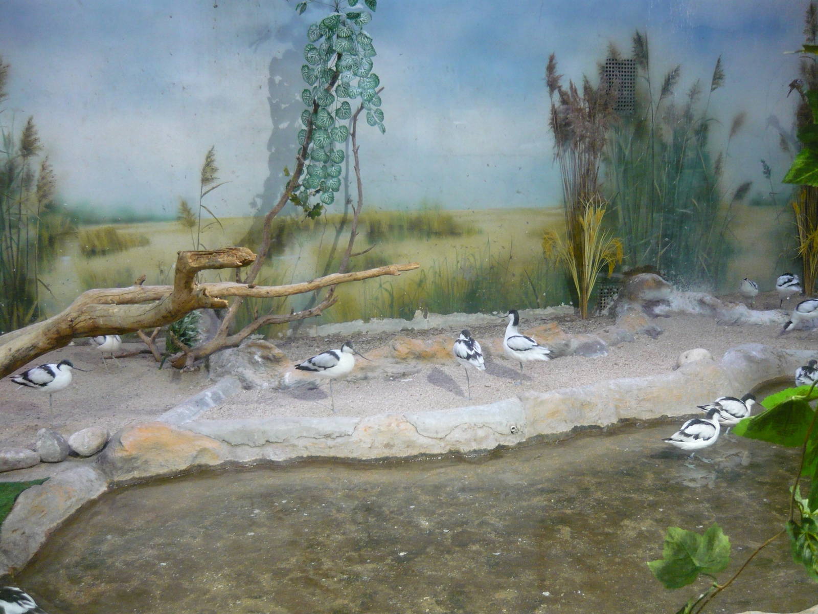 Pied avocets