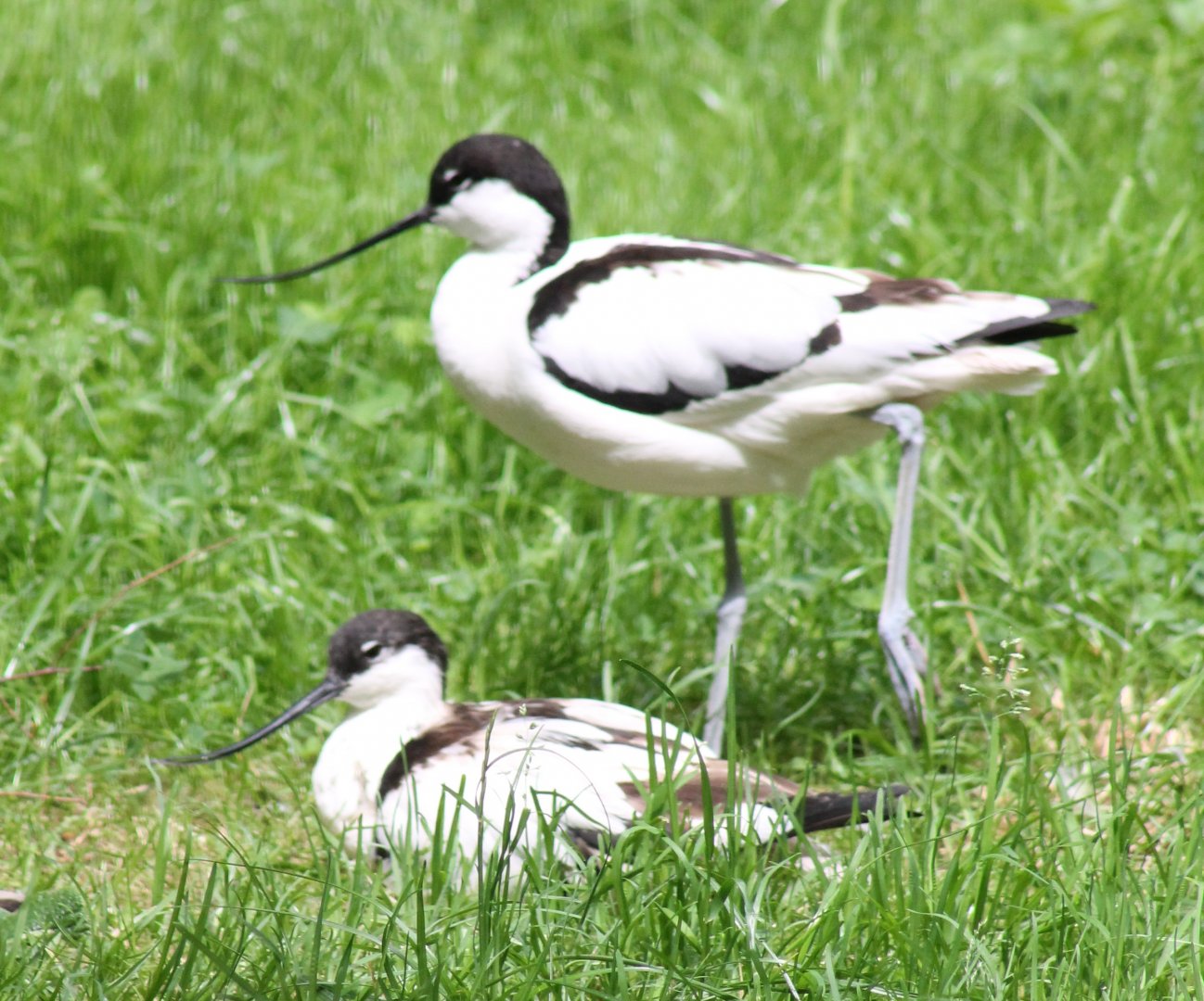 Pied avocets