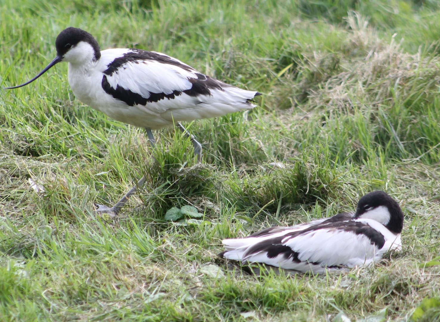 Pied avocets