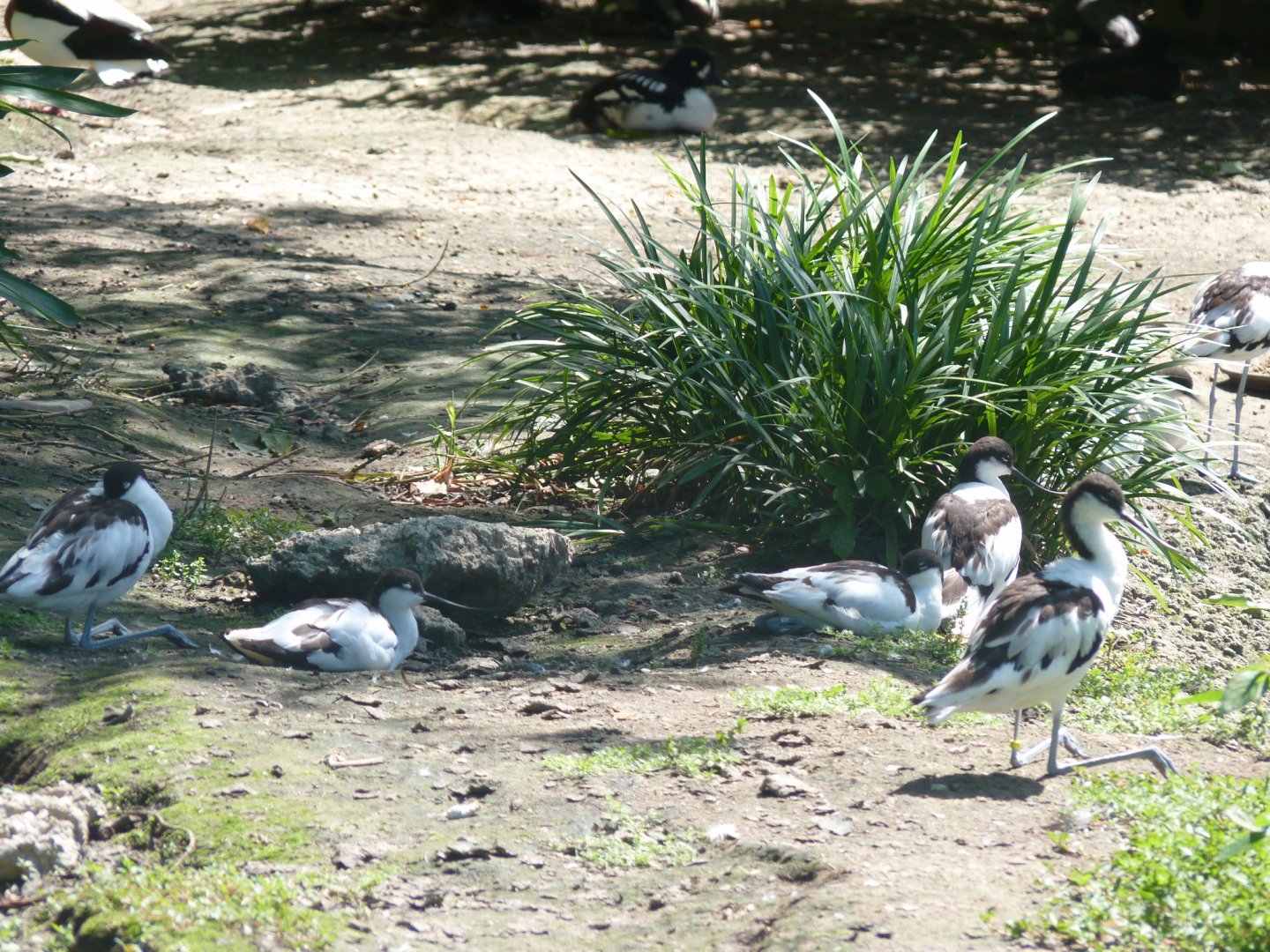 Pied avocets