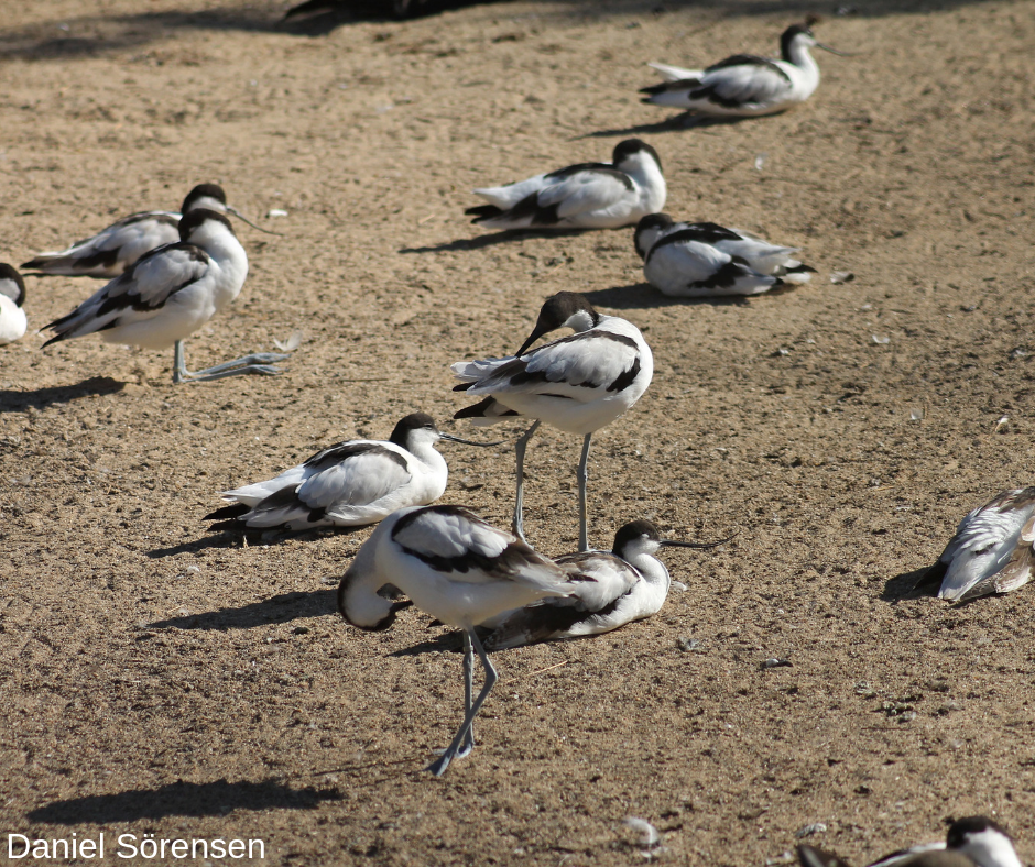 Pied avocets