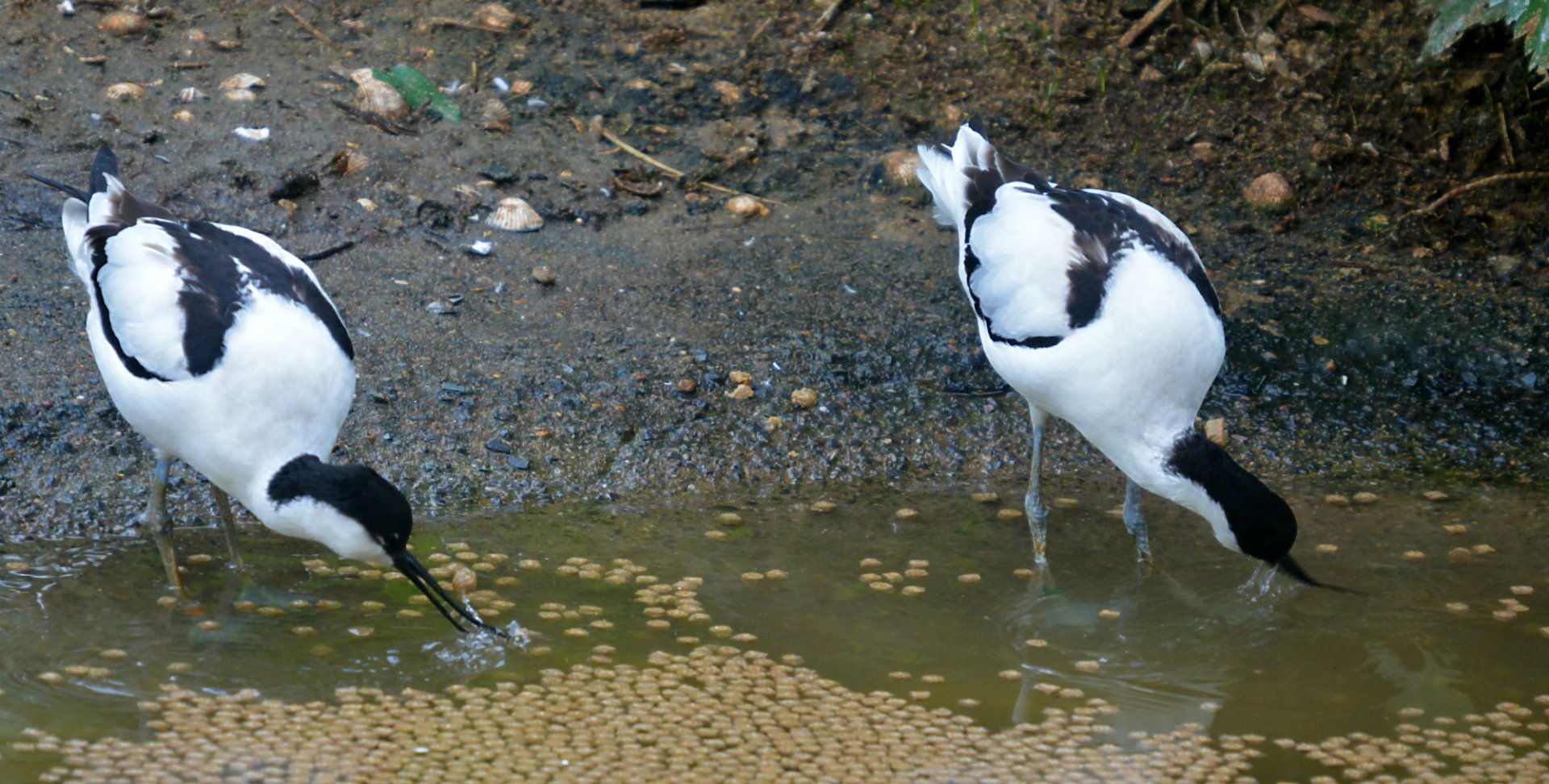 Pied Avocets