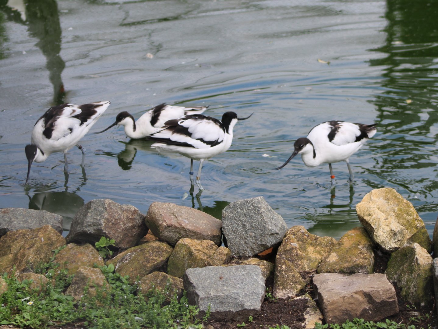 Pied avocets