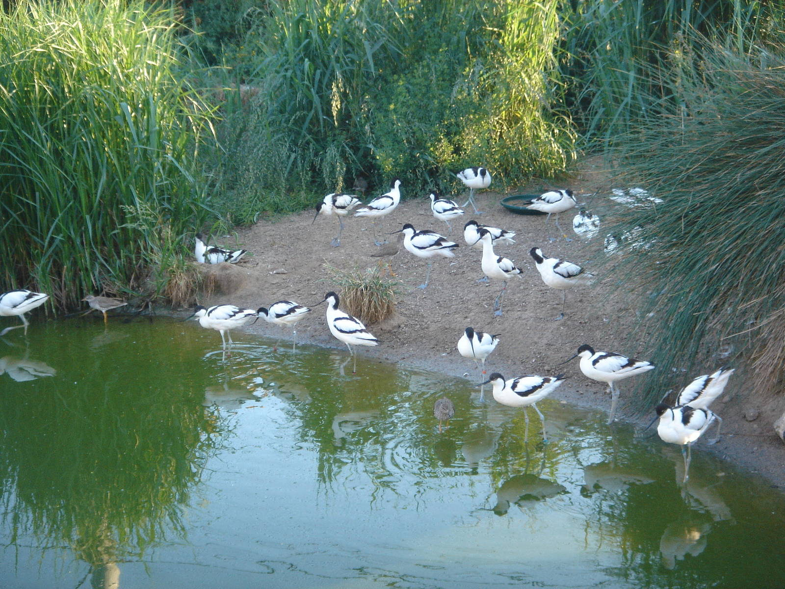 Pied Avocets