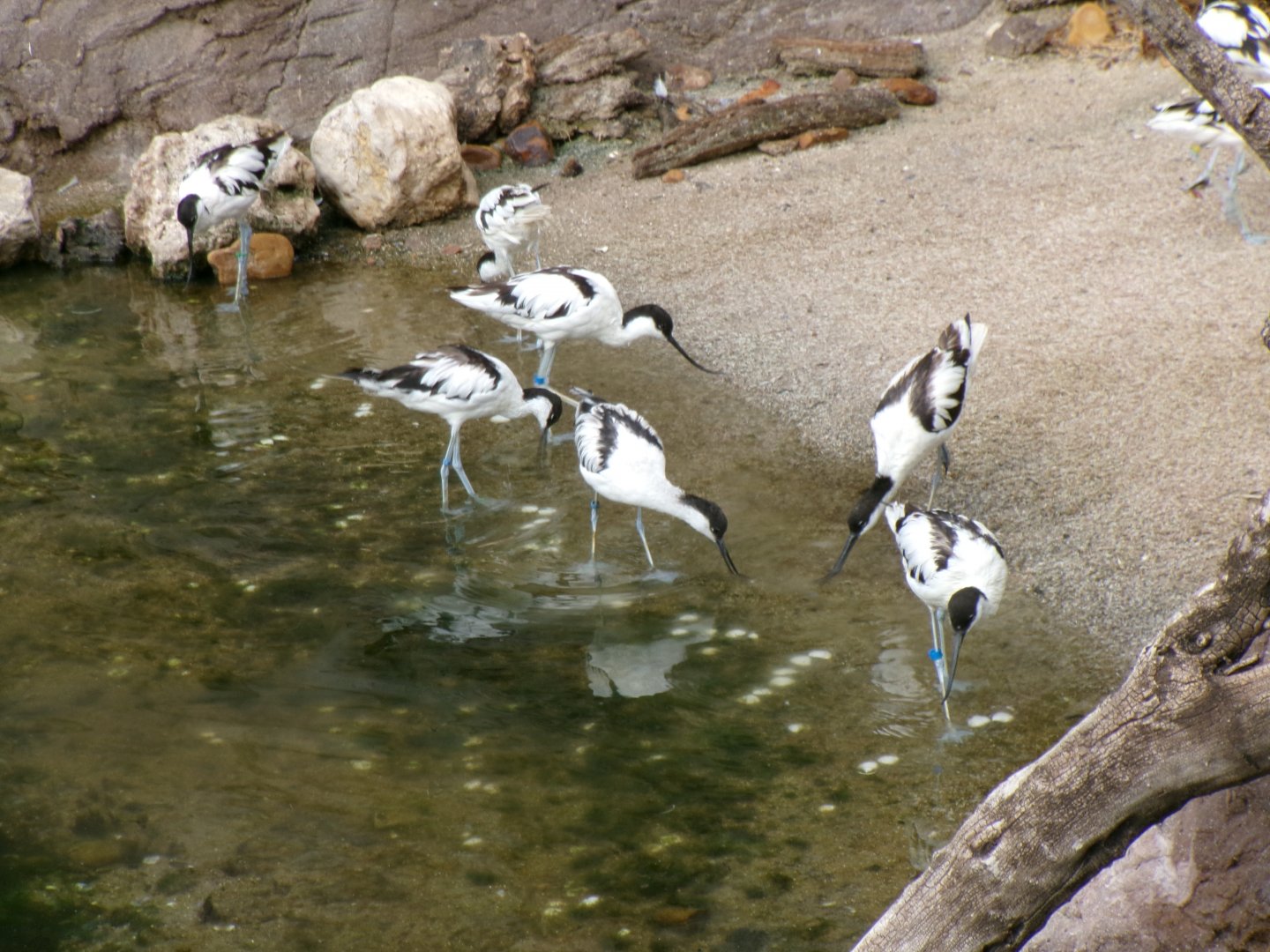 Pied avocets