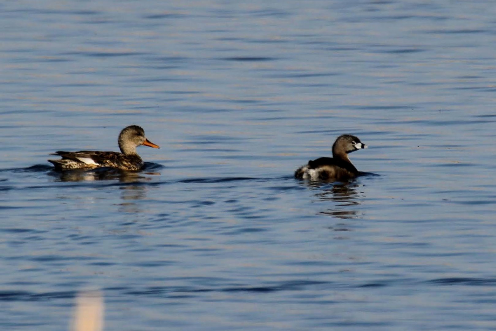 Pied-billed Grebe & Gadwall