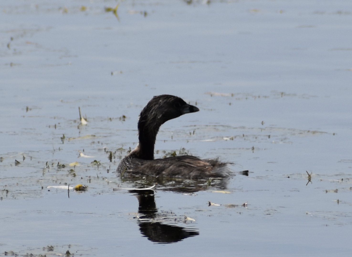 Pied Billed Grebe ~ Horn Pond, Massachusetts