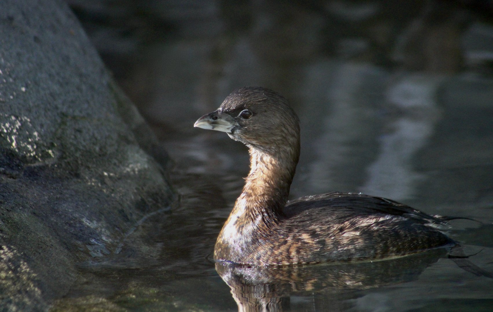 Pied-Billed Grebe (Podilymbus podiceps podiceps)