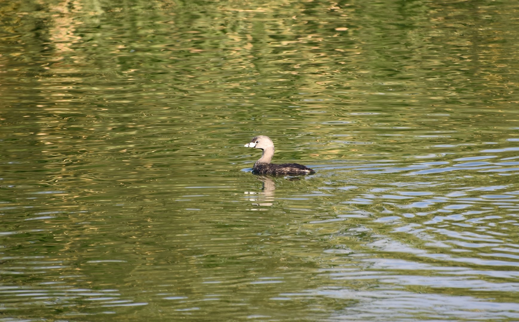 Pied-Billed Grebe (Podilymbus podiceps podiceps)