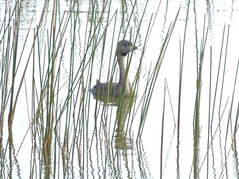 Pied-billed grebe (Podilymbus podiceps