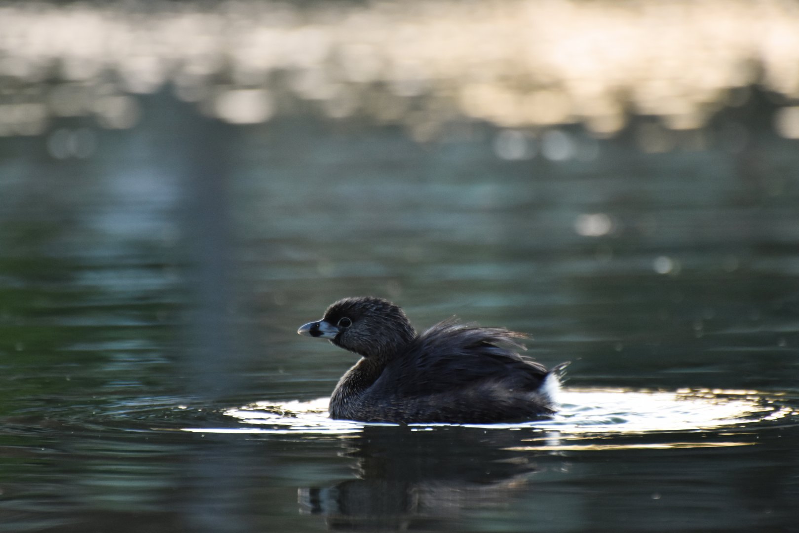 Pied-billed Grebe (Podilymbus podiceps)