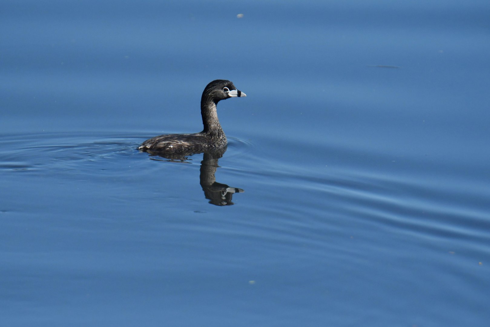 Pied-billed Grebe (Podilymbus podiceps)