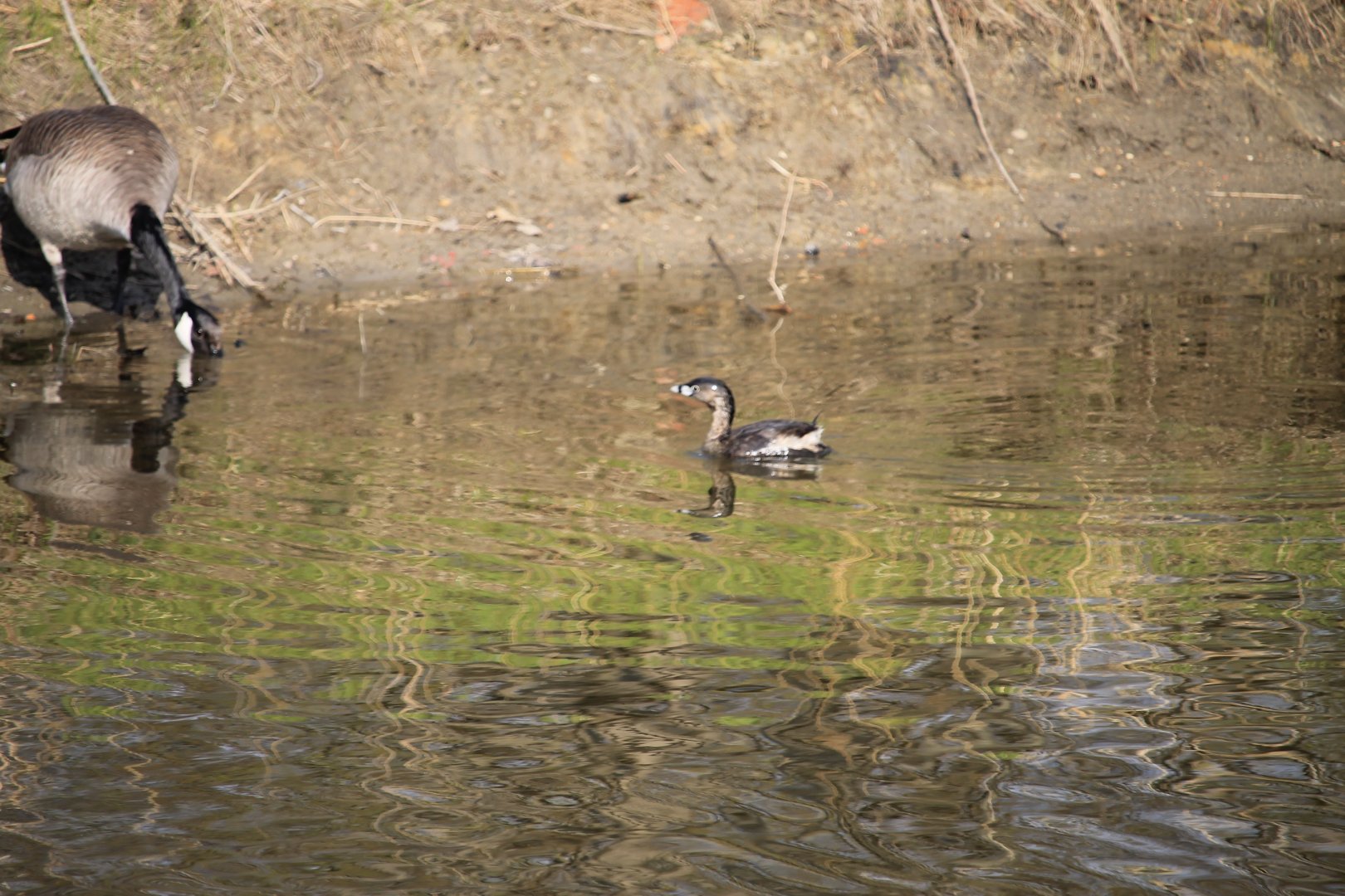 Pied-Billed Grebe (Podilymbus podiceps)