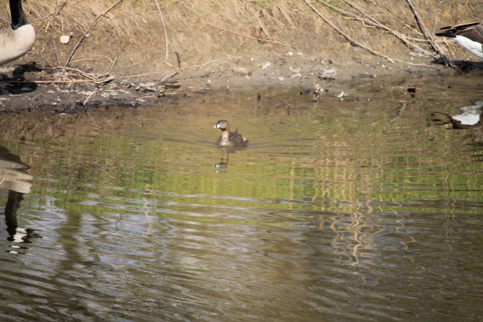 Pied-Billed Grebe (Podilymbus podiceps)