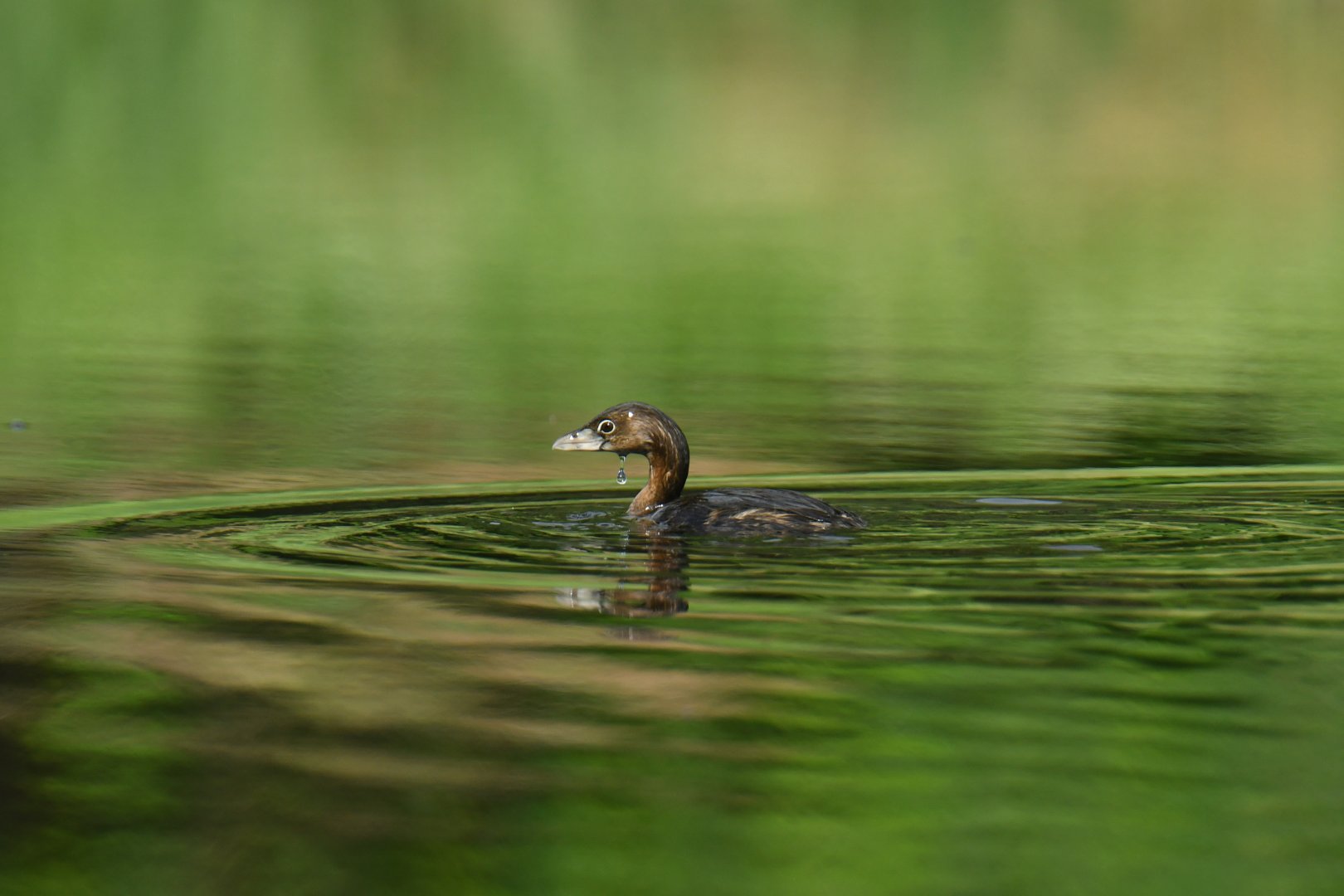 Pied-billed Grebe (Podilymbus podiceps)