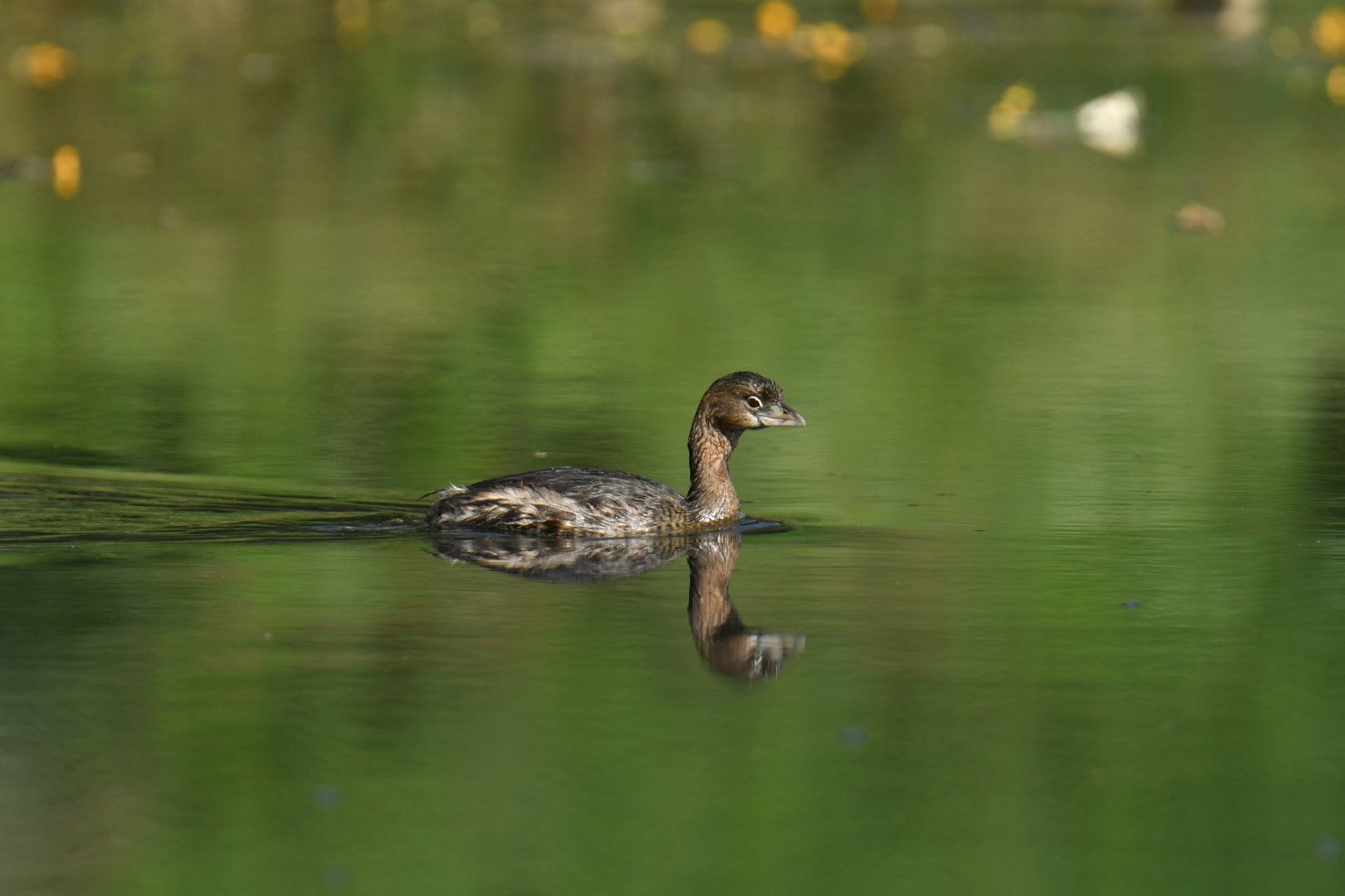 Pied-billed Grebe (Podilymbus podiceps)