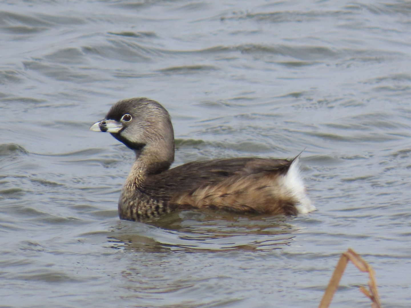 Pied-billed Grebe (Podilymbus podiceps)