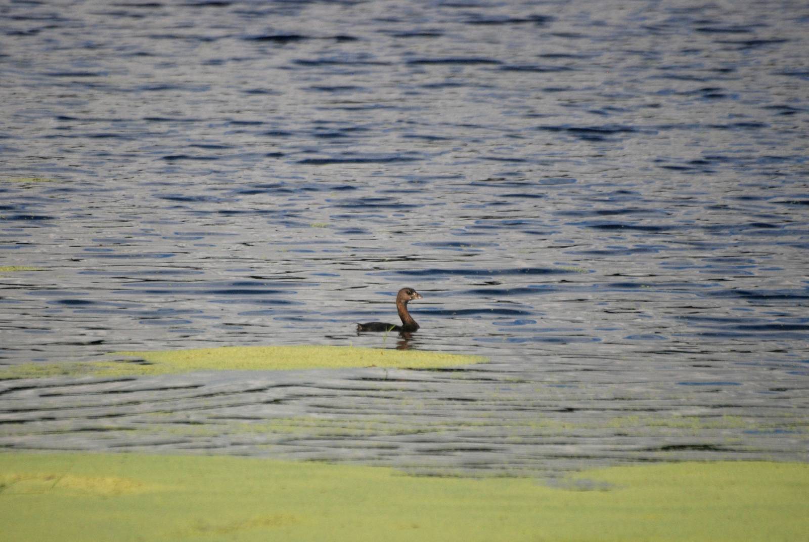 Pied-billed Grebe, Punta Gorda, October 2013
