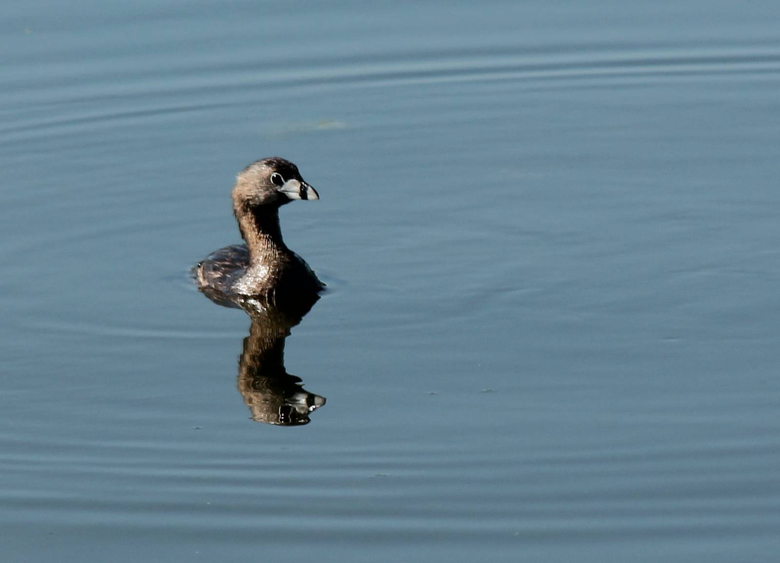 Pied-Billed Grebe