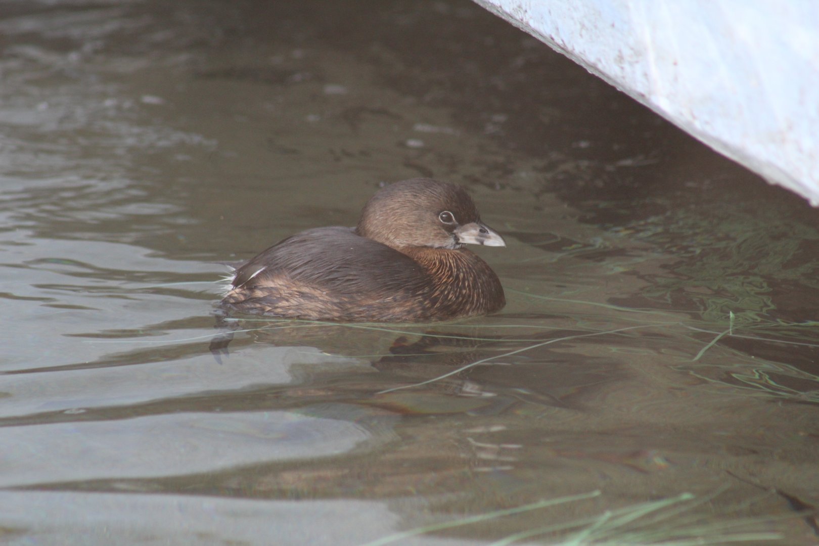 Pied-Billed Grebe