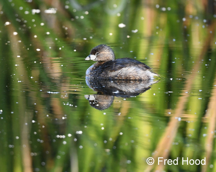 pied billed grebe