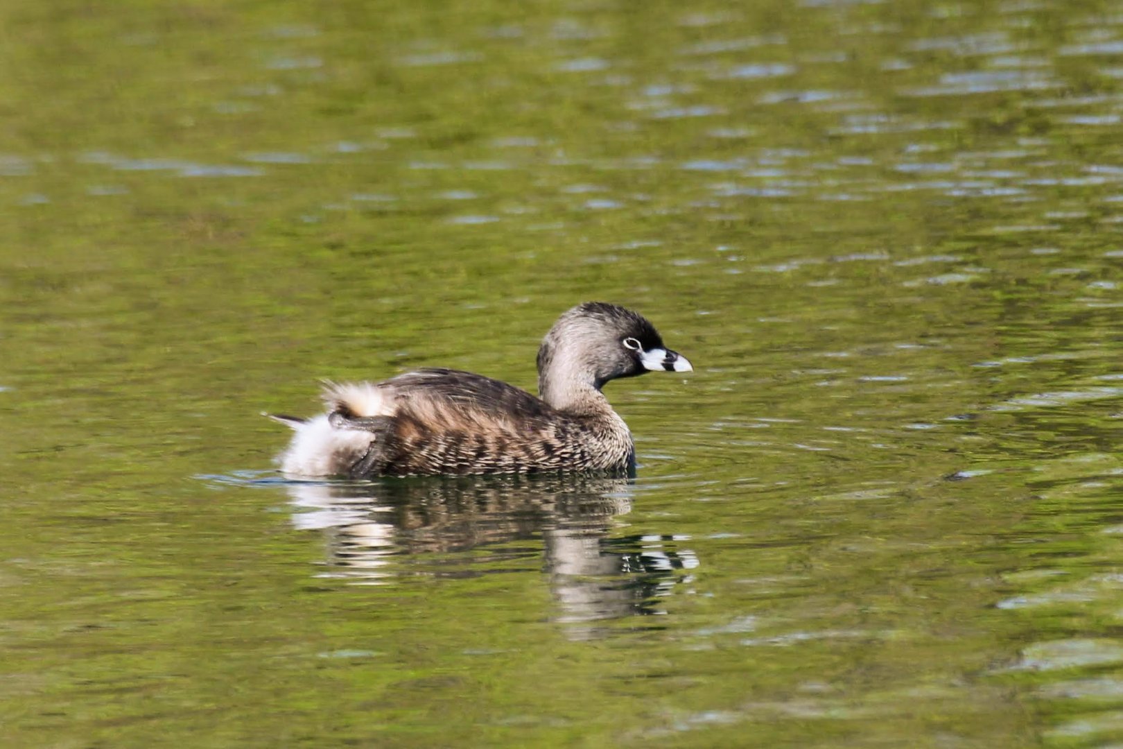 Pied-billed Grebe