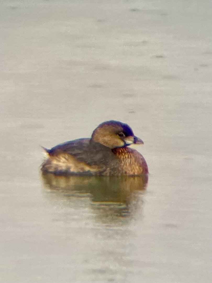 Pied-billed Grebe