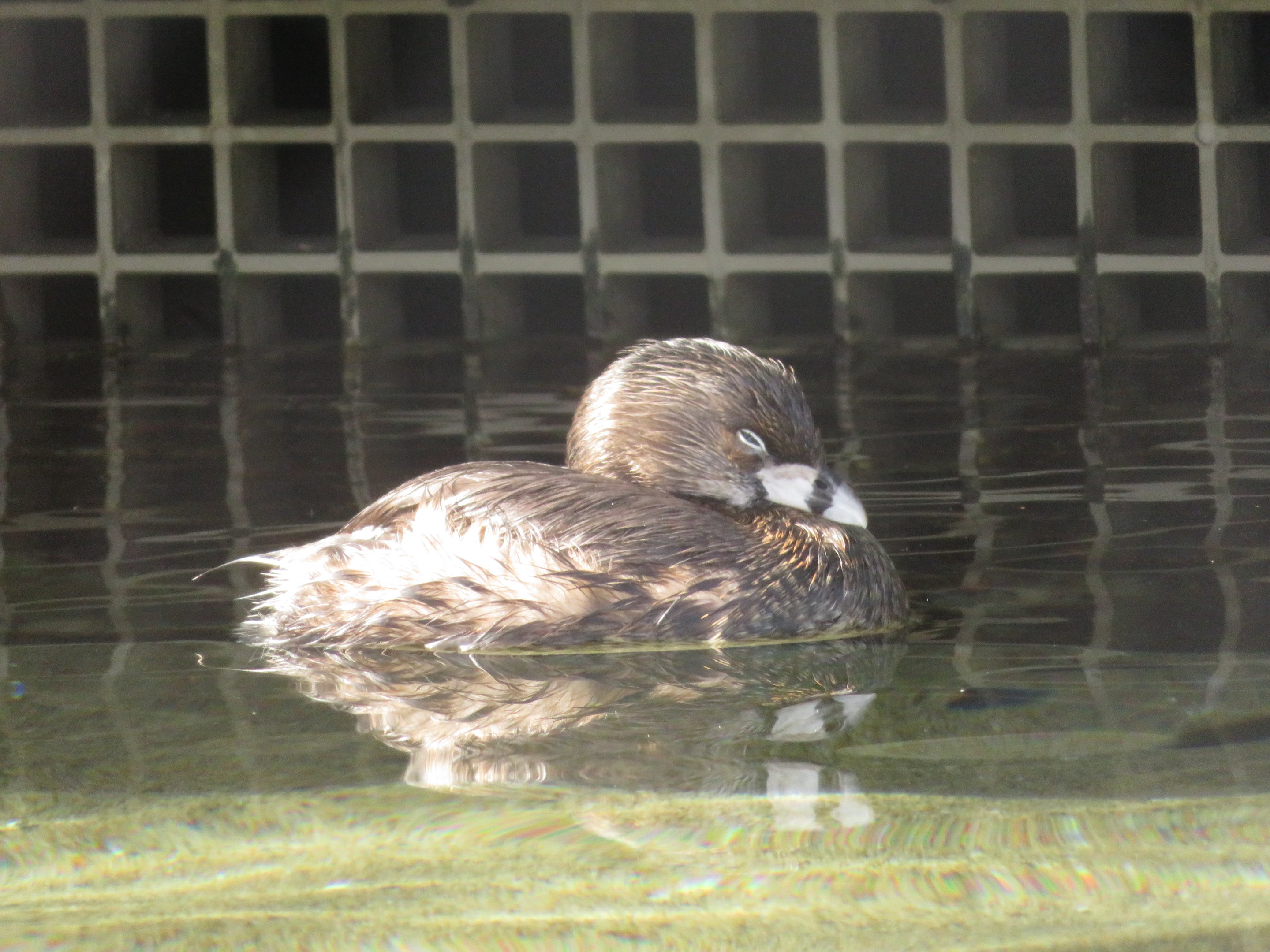 Pied-billed Grebe