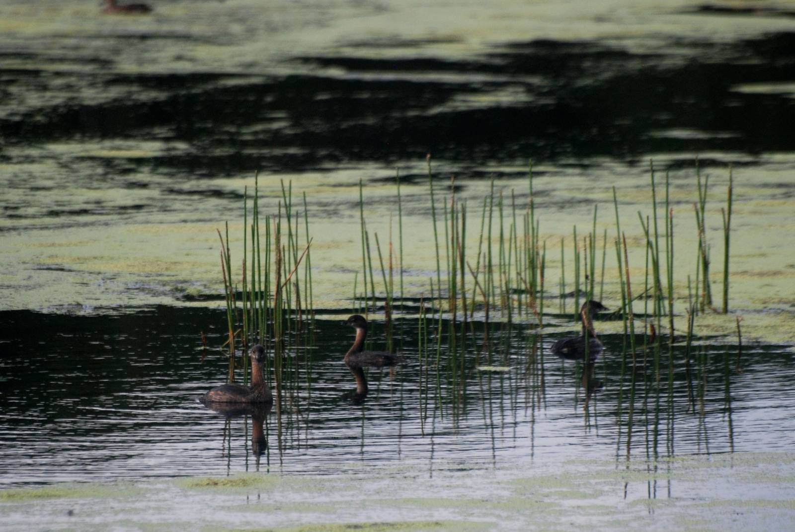 Pied-billed Grebes, Punta Gorda, October 2013