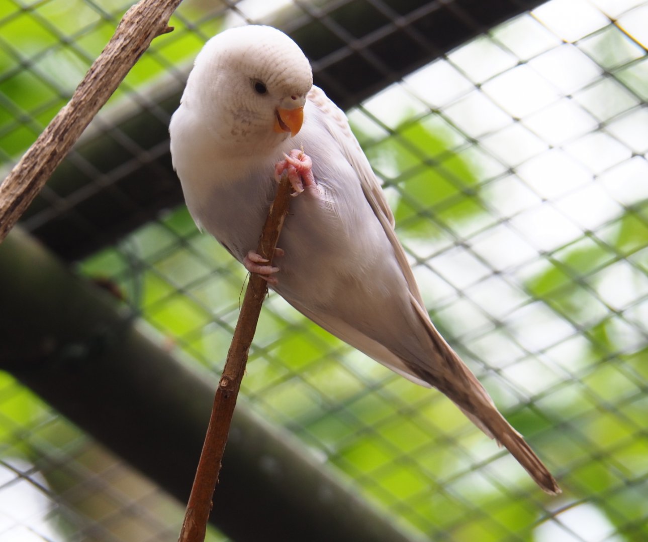 Pied budgerigar (Melopsittacus undulatus), 2019-05-25