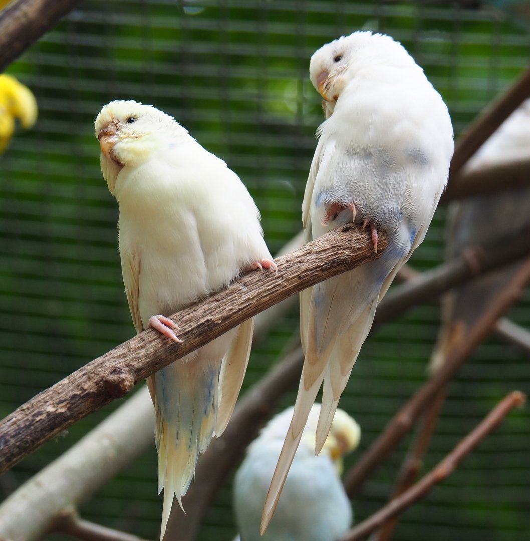 Pied budgerigars (Melopsittacus undulatus), 2019-05-25
