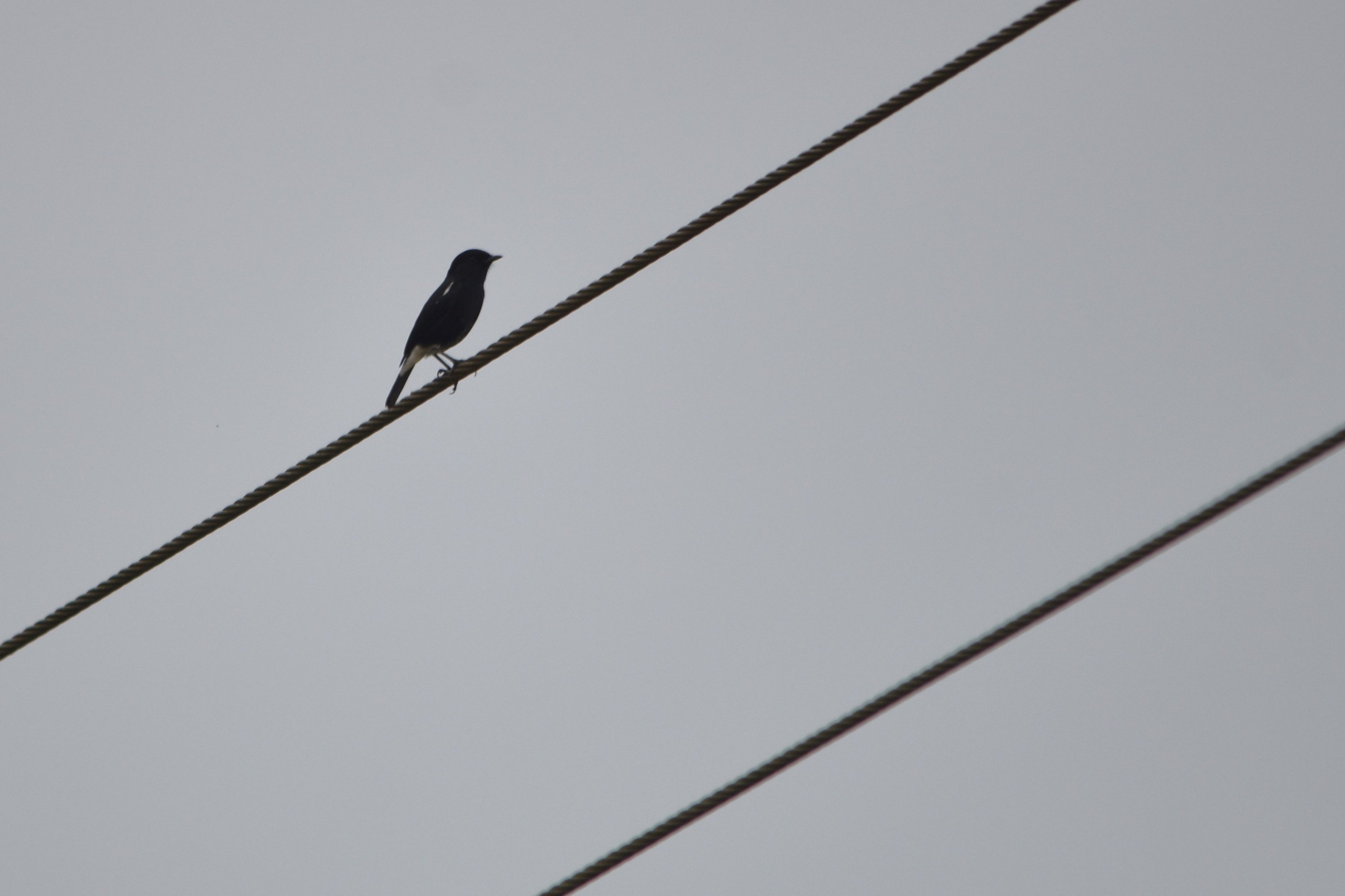 Pied Bush Chat, Nagarahole Tiger Reserve, 21st November 2024