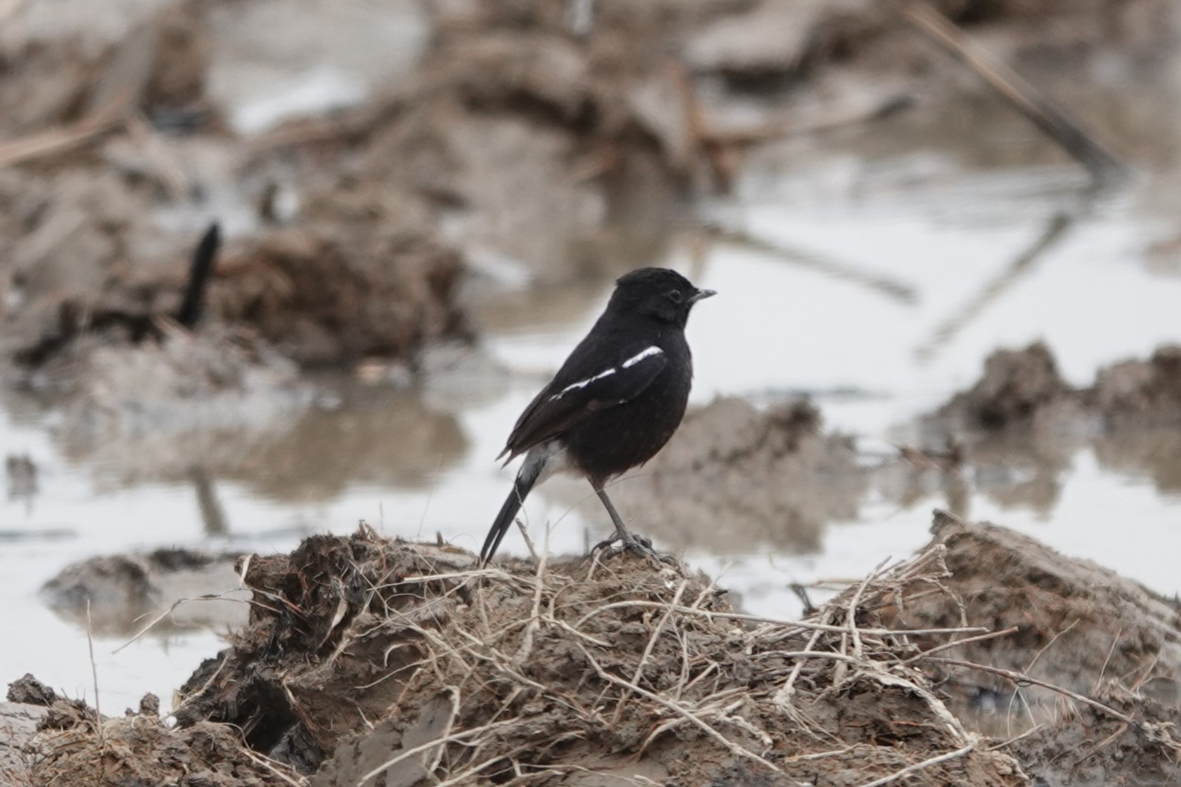 Pied Bushchat