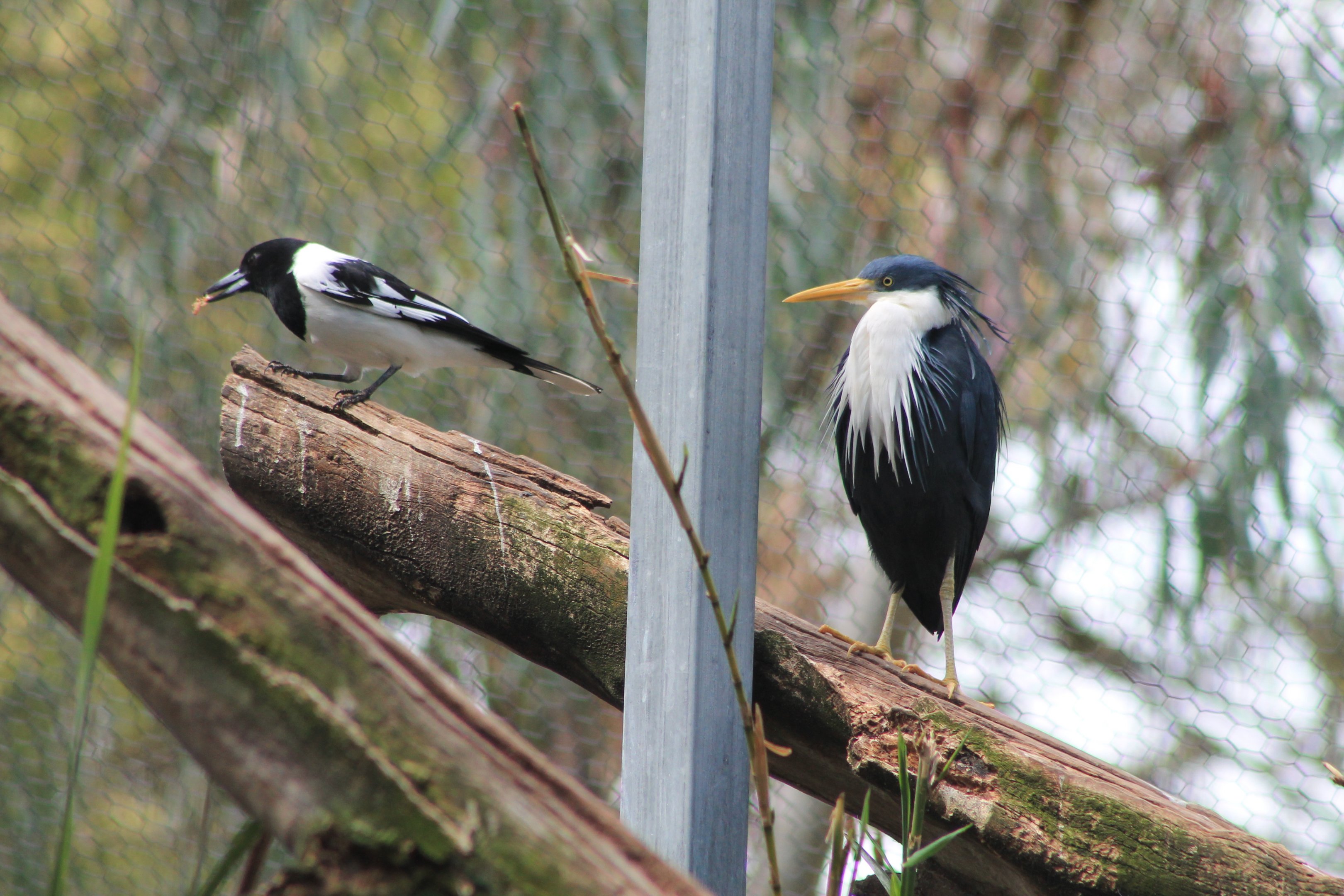 Pied Butcherbird and Pied Heron