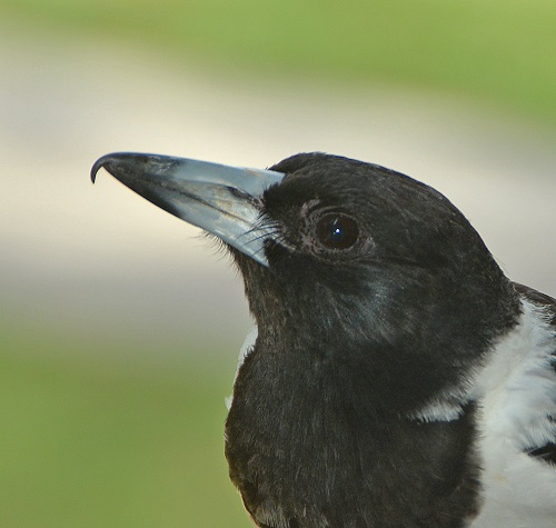Pied butcherbird close-up.