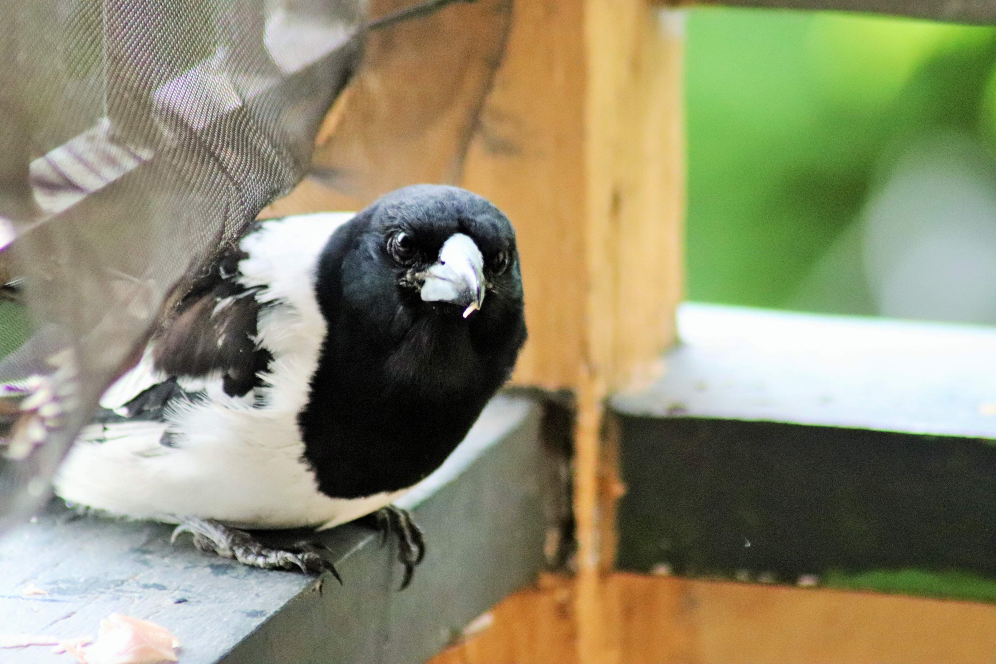 Pied Butcherbird (Cracticus nigrogularis nigrogularis)